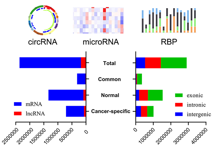 noncodingRNA